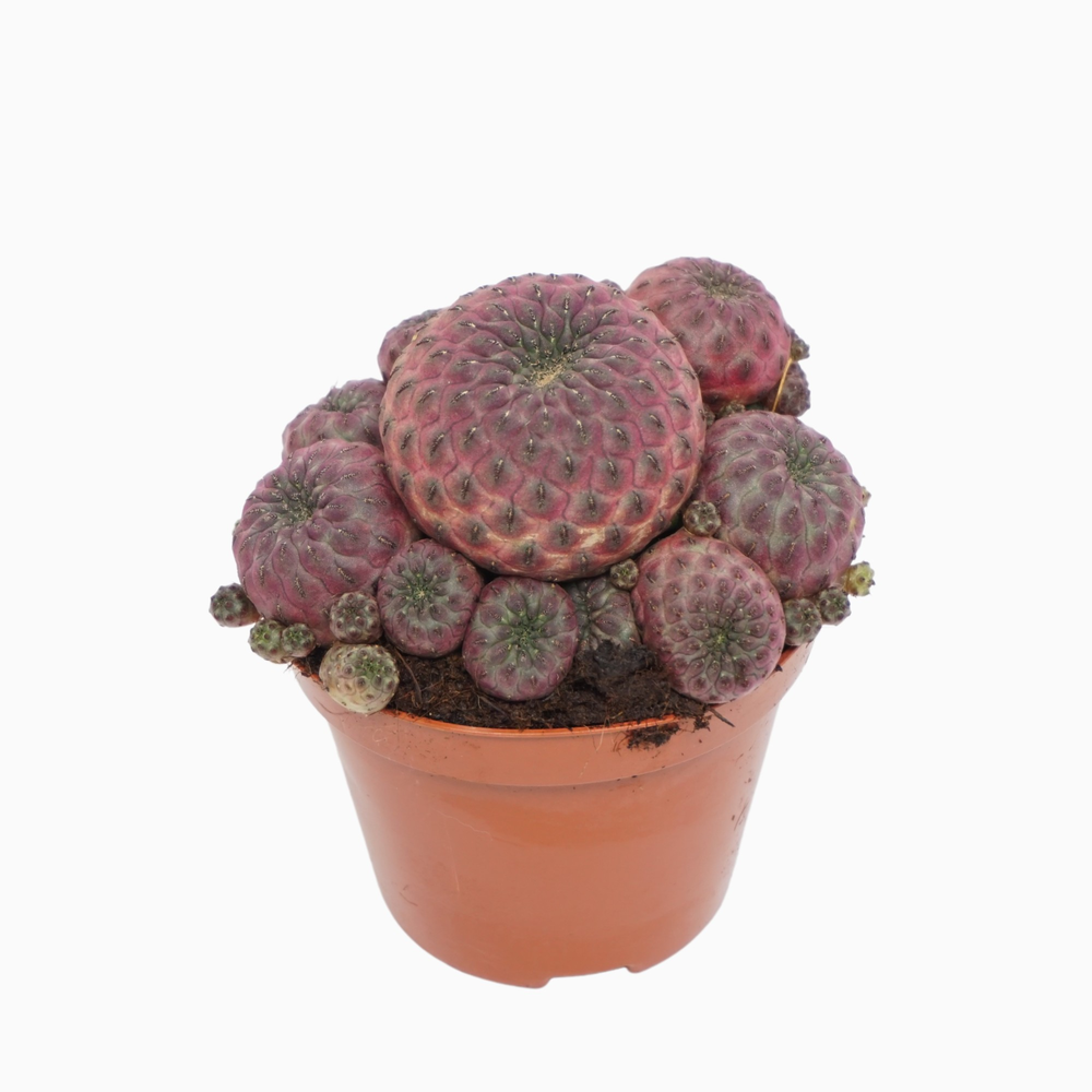 Sulcorebutia rauschii 8,5 cm.