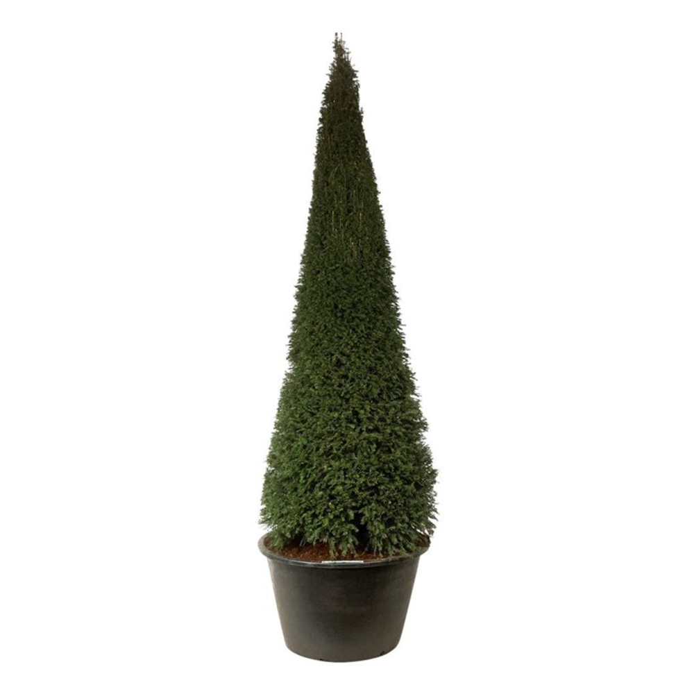 Taxus baccata.