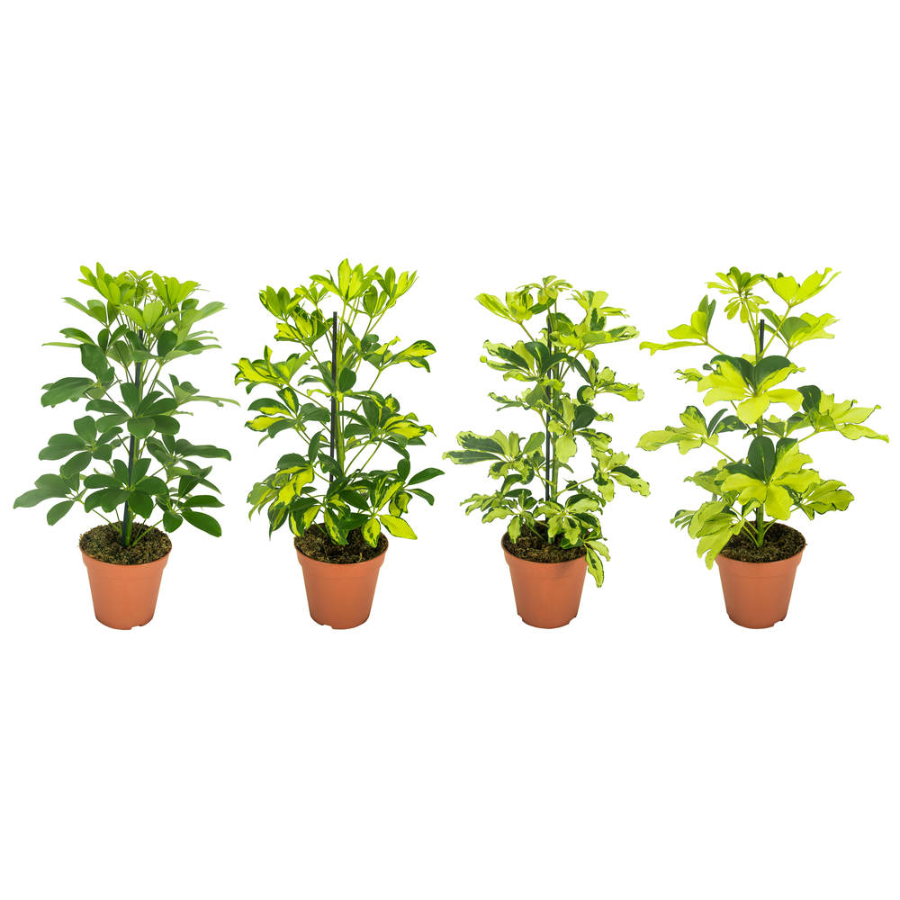 Schefflera Mix Zonder Etiket.