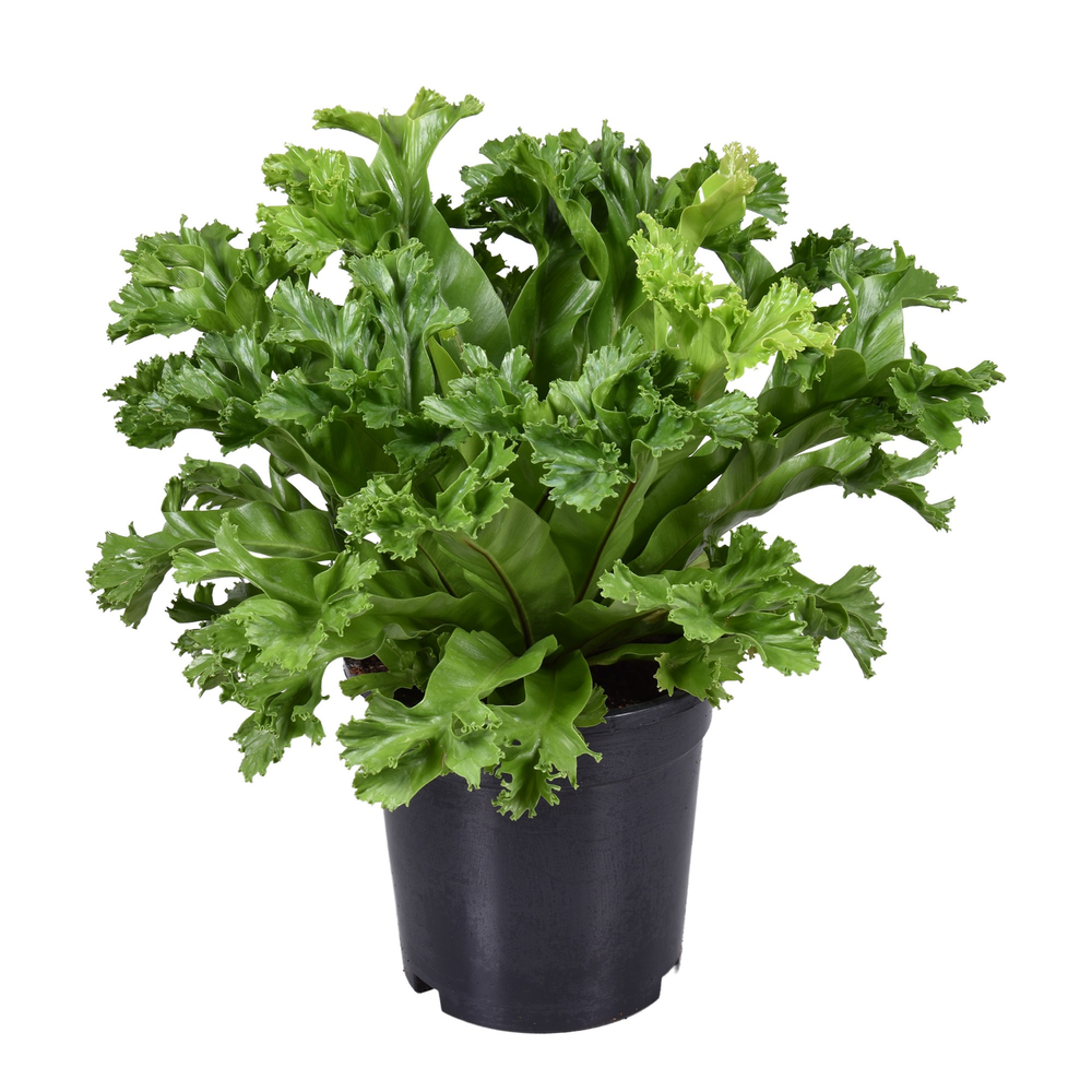 Asplenium Lesly.