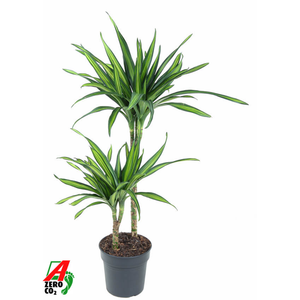 Dracaena Riki 45-15.