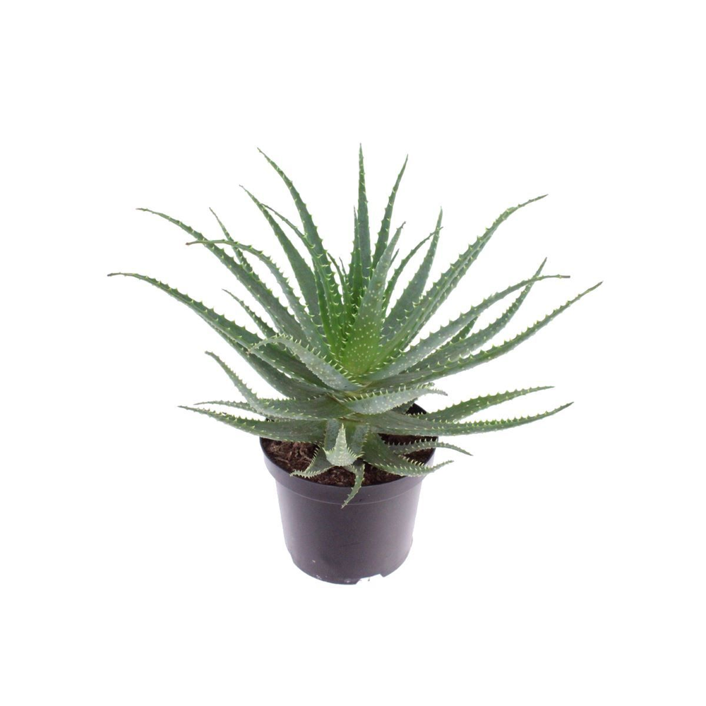 Aloe arborescens.