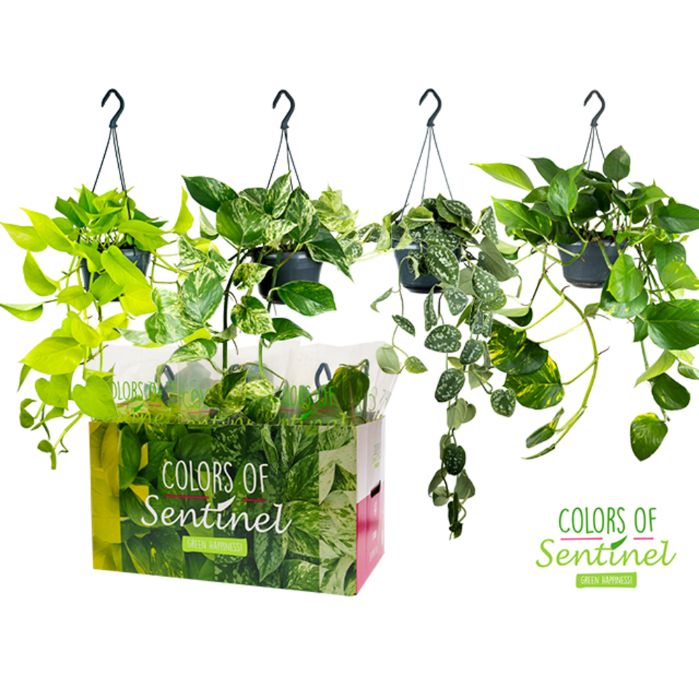 Epipremnum Pinnatum Gemengd - Hangpot.