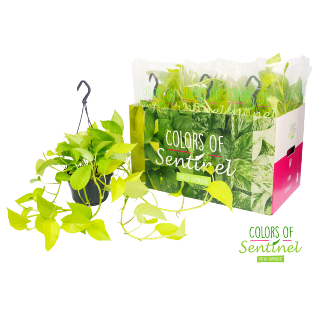 Epipremnum Pinnatum Golden Pothos - Hangpot.