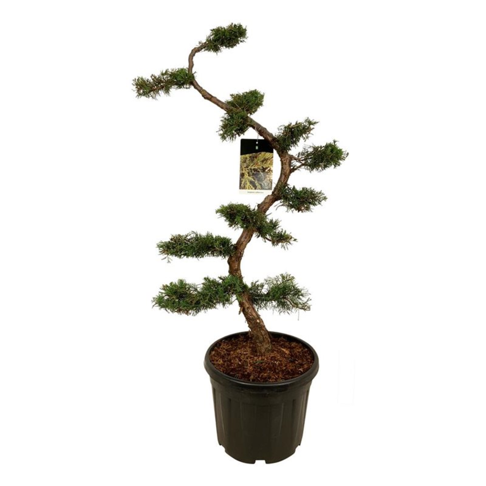 Juniperus pfitzeriana.
