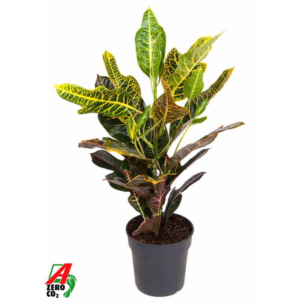 Codiaeum Excellent 1PP P19.