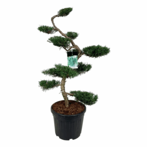 Juniperus virg. 'Grey Owl'.