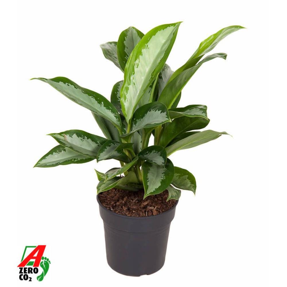 Aglaonema Silver Moon.