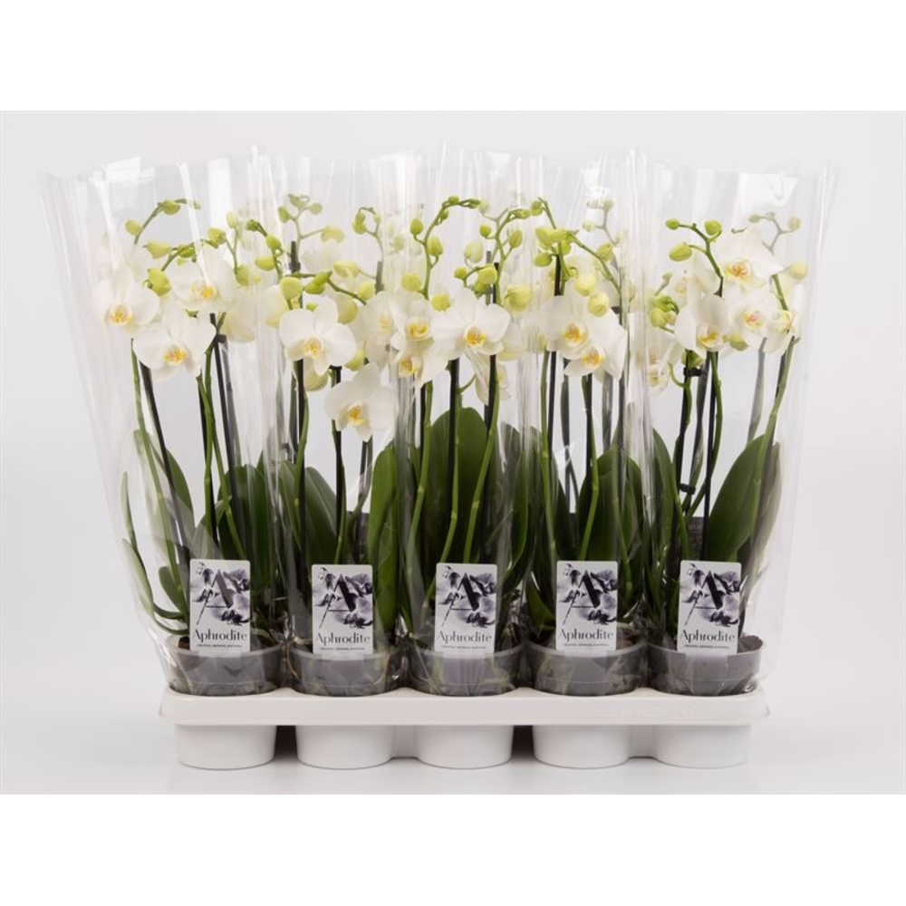 Phalaenopsis overig wit 3 tak wit Shorty.
