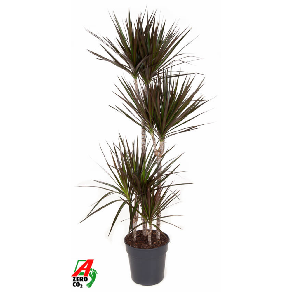 Dracaena Magenta 90-60-30-15.