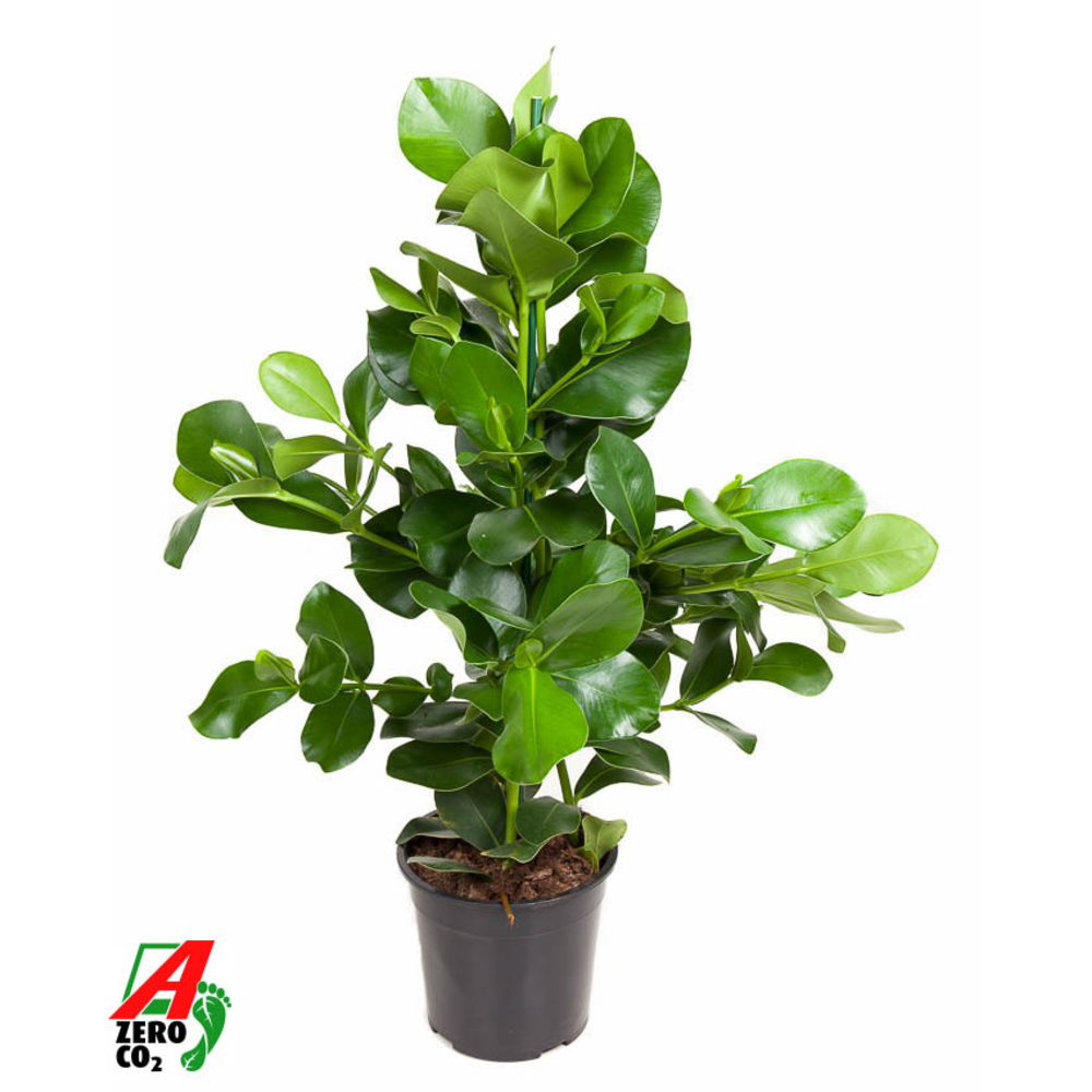 Clusia Rosea 3PP P24.