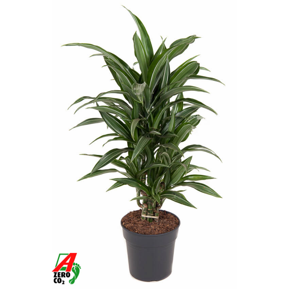 Dracaena Ulises vertakt P21.