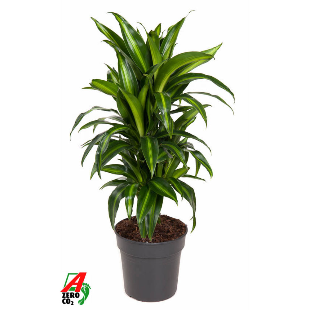 Dracaena Hawaiiana vertakt P21.