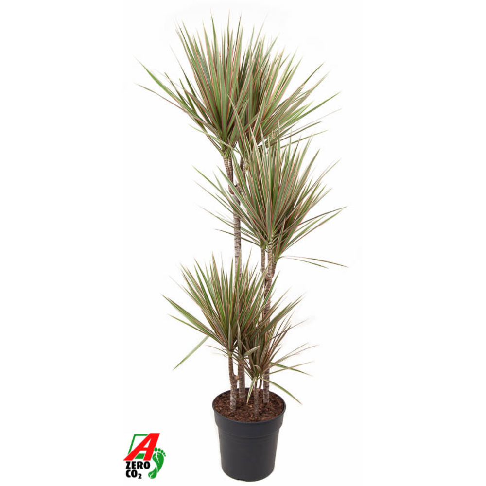 Dracaena Bicolor 90-60-30-15.