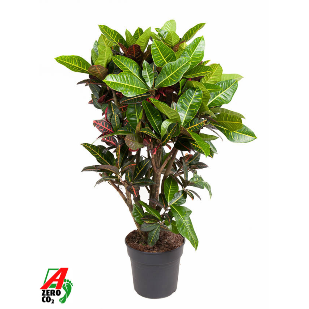 Codiaeum Petra vertakt P31-140.