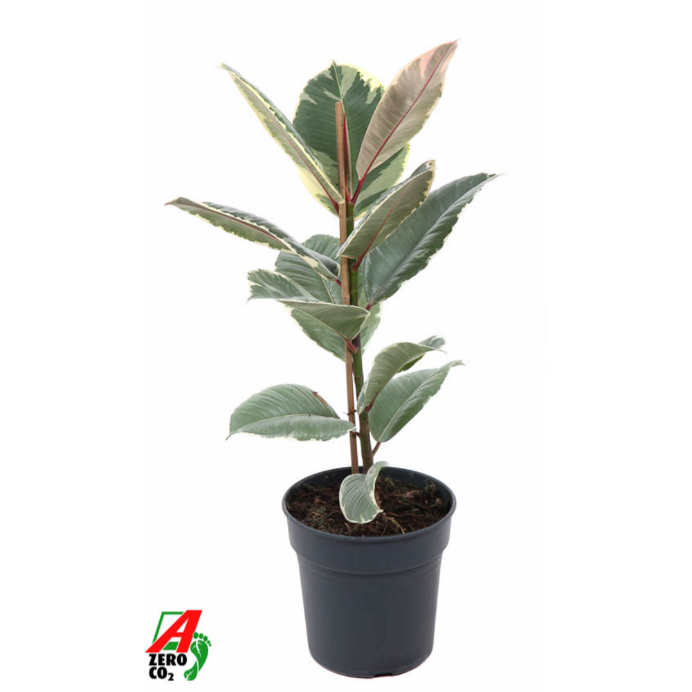 Ficus Tineke 1PP P19.
