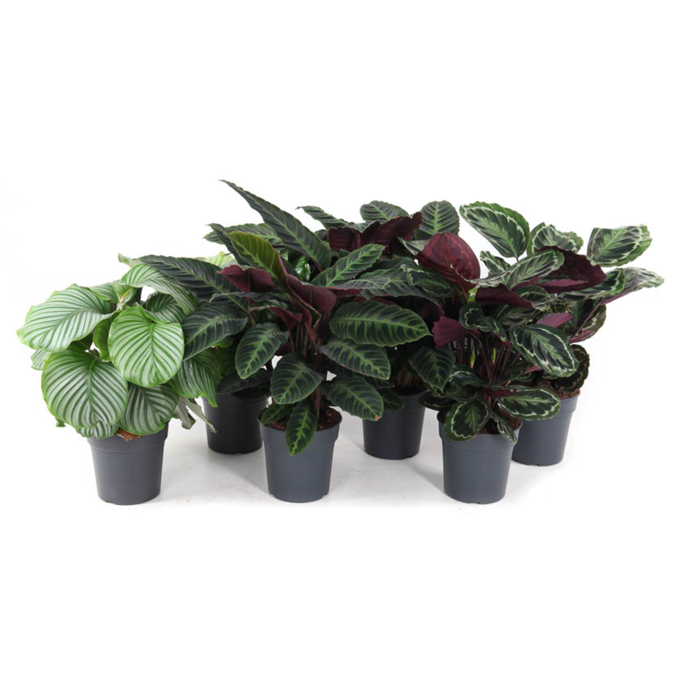 Mix Calathea 24cm.