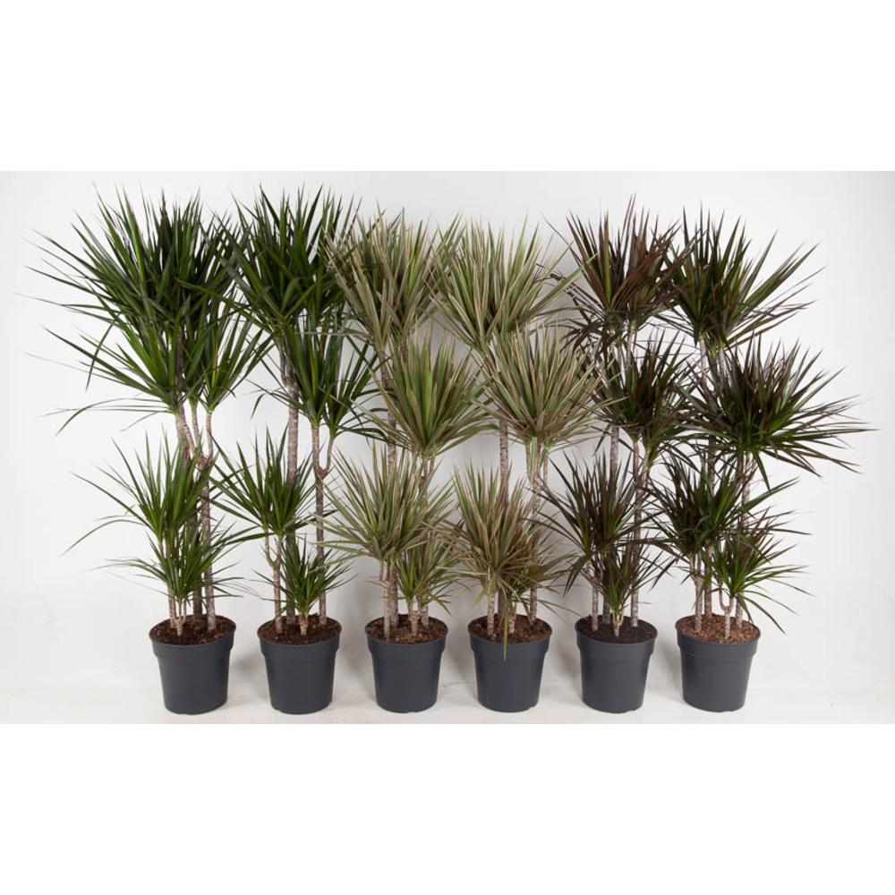 Mix Dracaena 90-60-30-15.