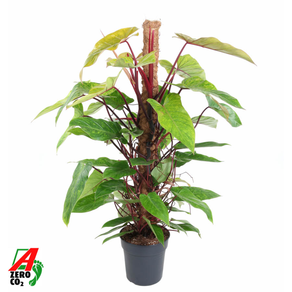 Philodendron Painted Lady mosstok P24 (NO GAP).