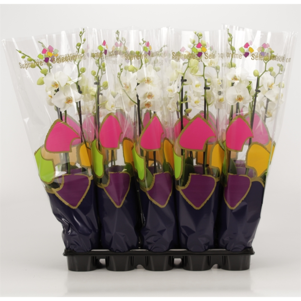 Phalaenopsis overig wit 2 tak wit in Supreme Selec.