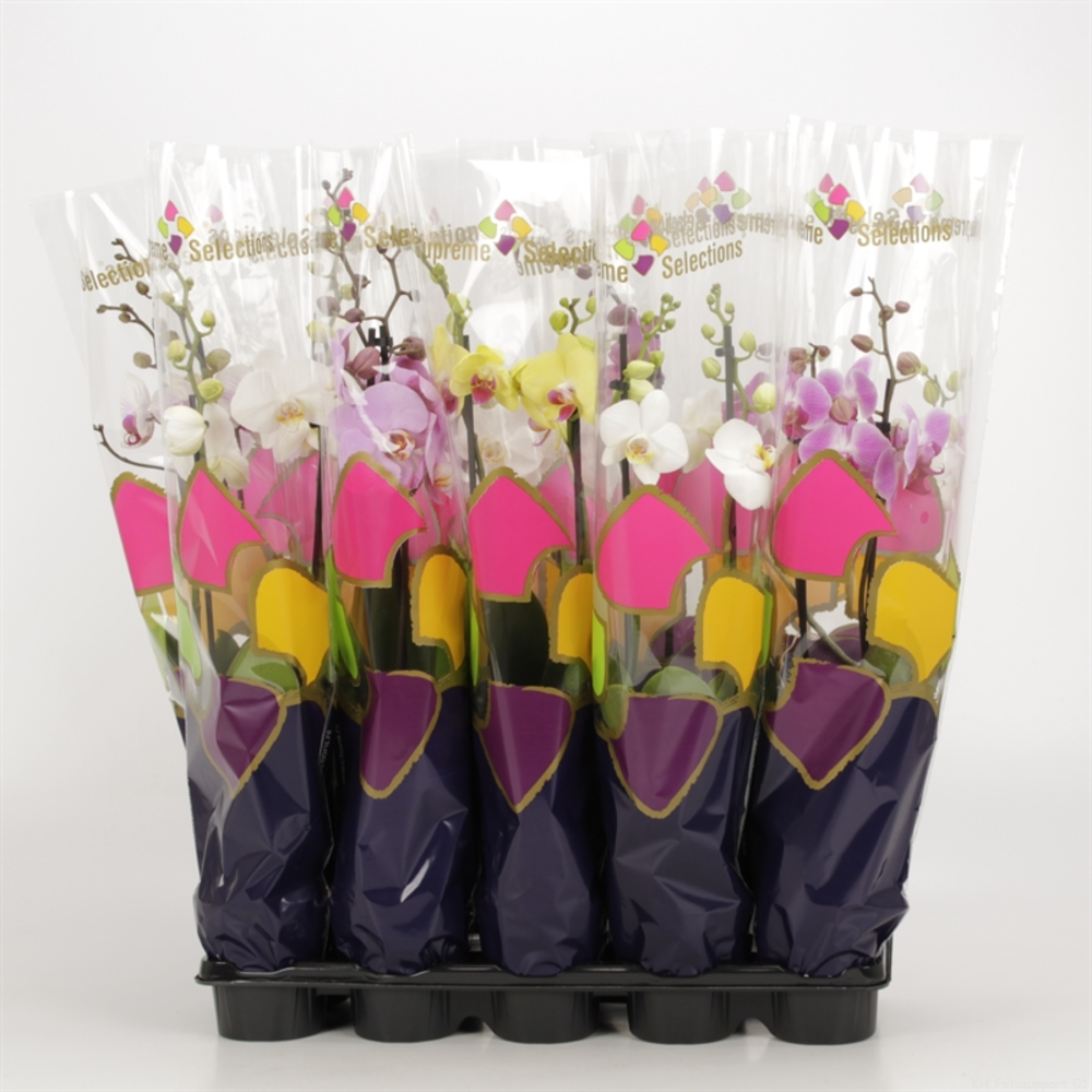 Phalaenopsis gemengd 2 tak gemengd in Supreme Sele.