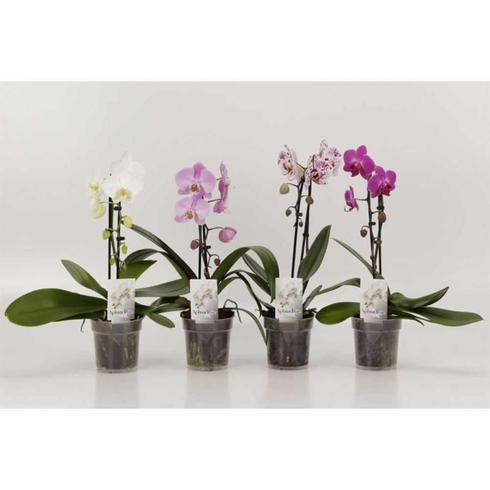 Phalaenopsis Elegant Cascade Unoboga Gemengd.