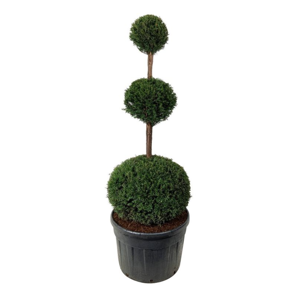 Taxus baccata.
