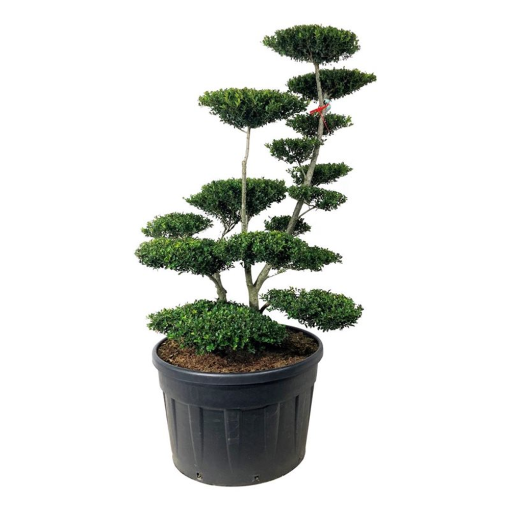 Ilex crenata 'Green Hedge'.