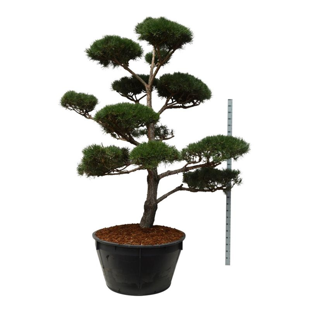 Pinus sylvestris.