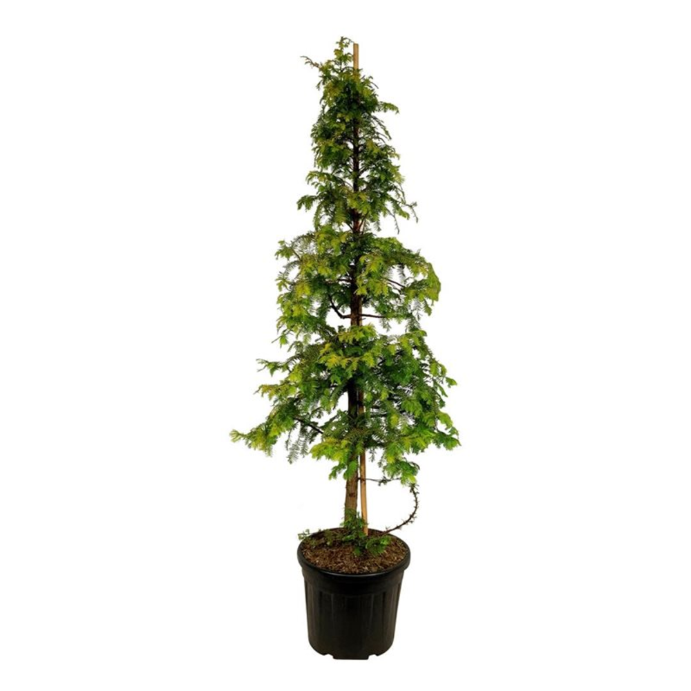 Metasequoia gl. 'Amber Glow' PBR.