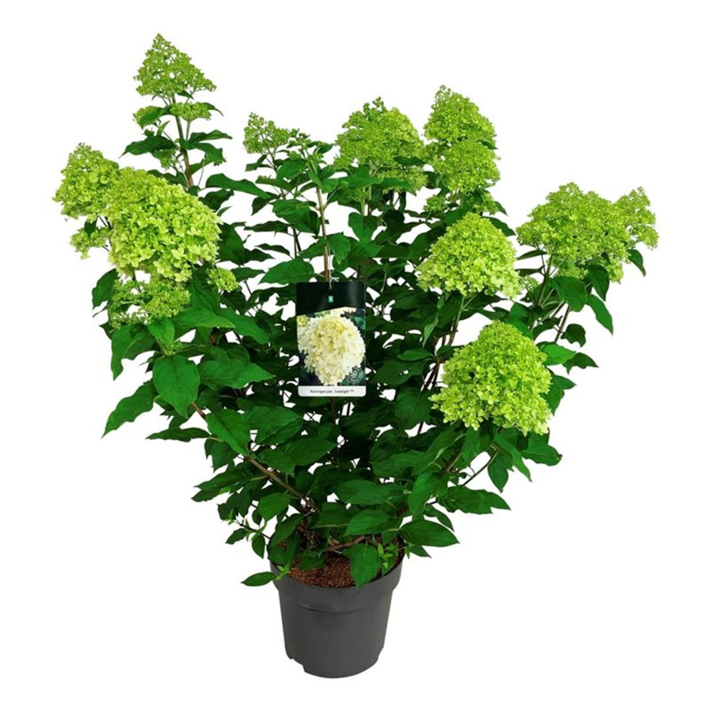 Hydrangea pan. 'Limelight'.