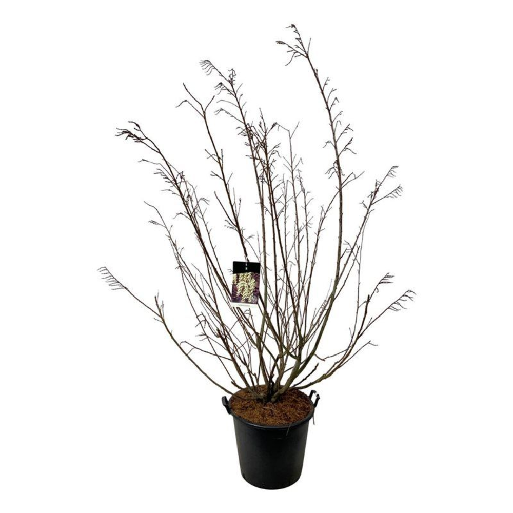 Stachyurus praecox.
