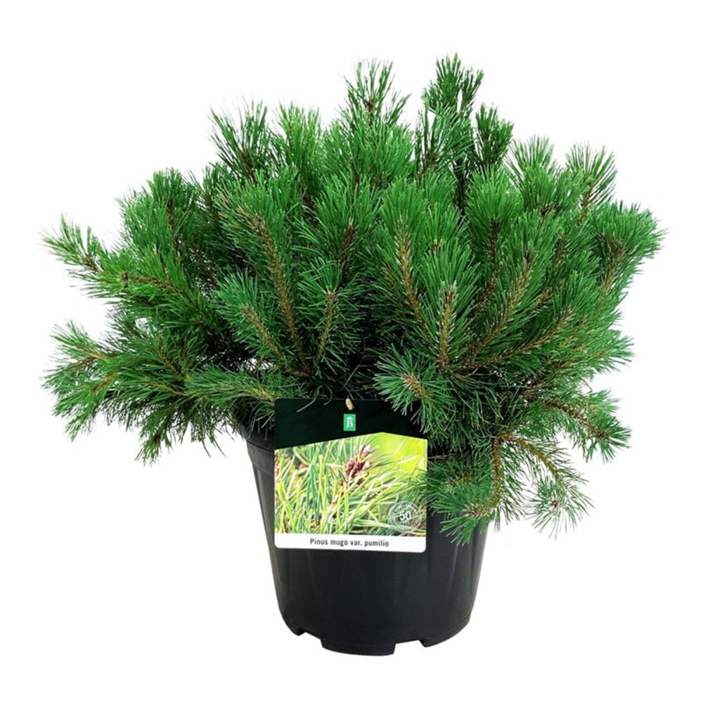 Pinus mugo pumilio.