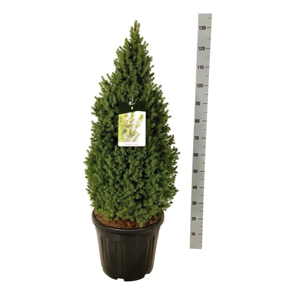 Picea gl. 'Perfecta'.