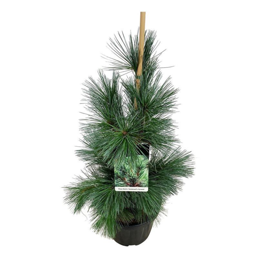 Pinus flex. 'Vanderwolf's Pyramid'.