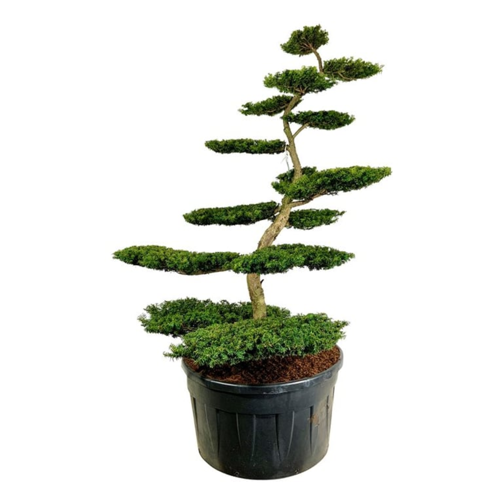 Taxus b. 'Summergold'.