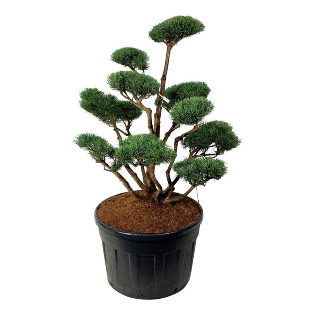Pinus sylv. 'Watereri'.