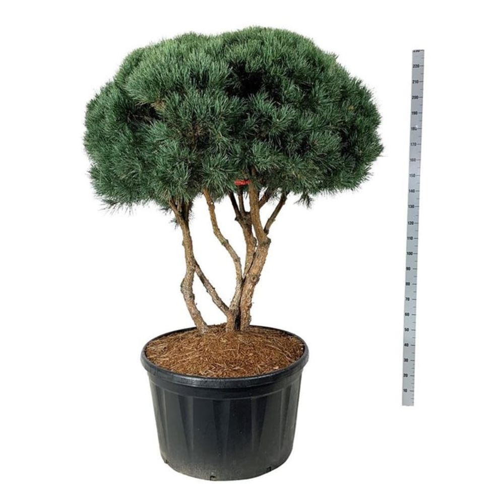 Pinus sylv. 'Watereri'.