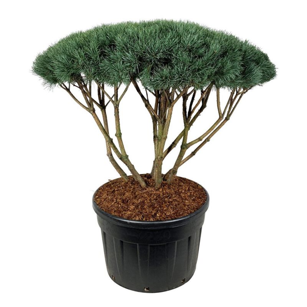 Pinus sylv. 'Watereri'.