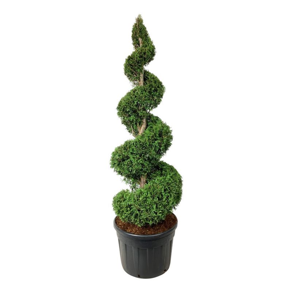 Thuja occ. 'Brabant'.