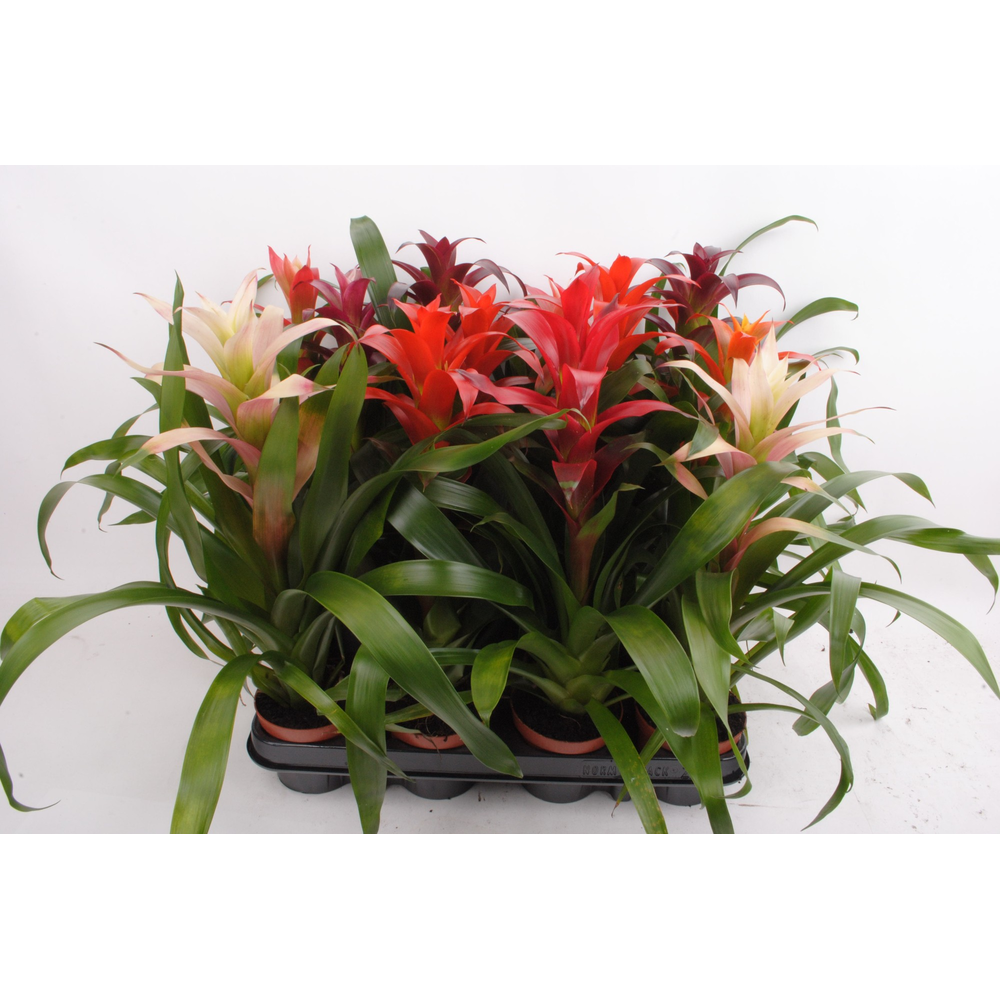 Guzmania mix (lange soorten).