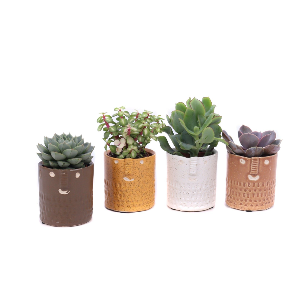 Succulent mix 5,5 cm in Zamora sierpot.