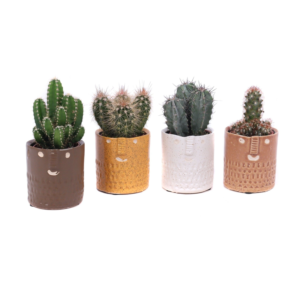 Cactus mix 5,5 cm in Zamora sierpot.