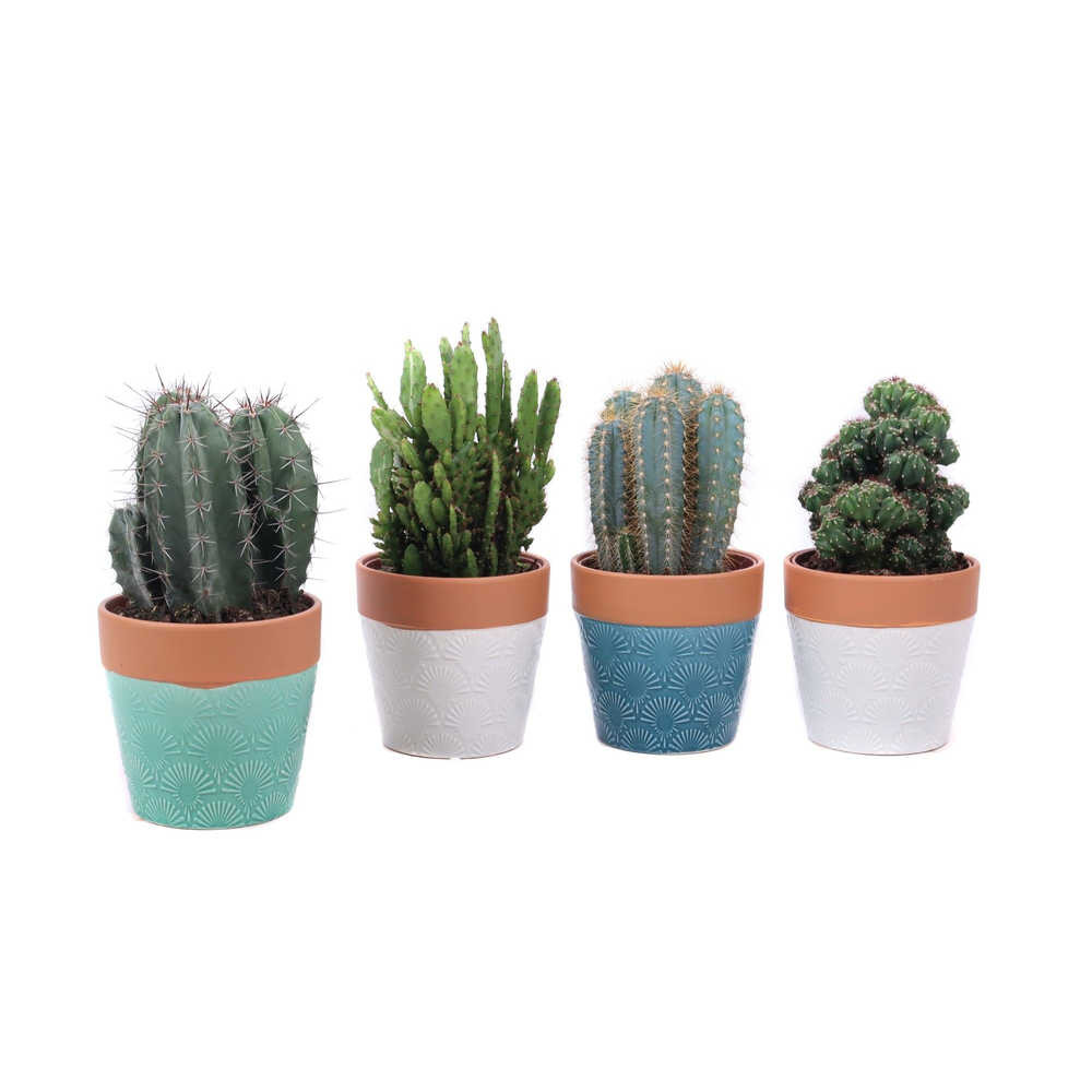 Cactus mix 12cm in cascais sierpot.