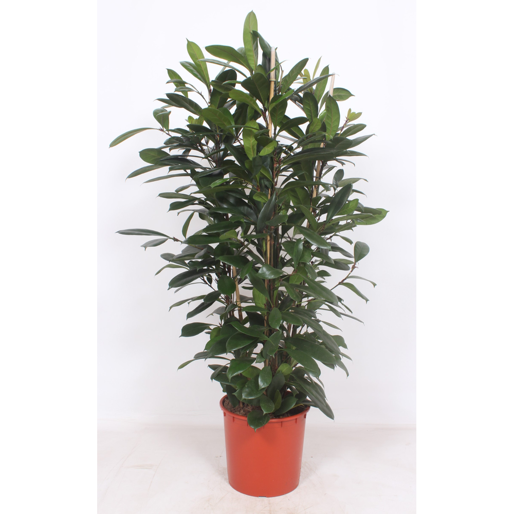 Ficus Cyathistipula 3pp.