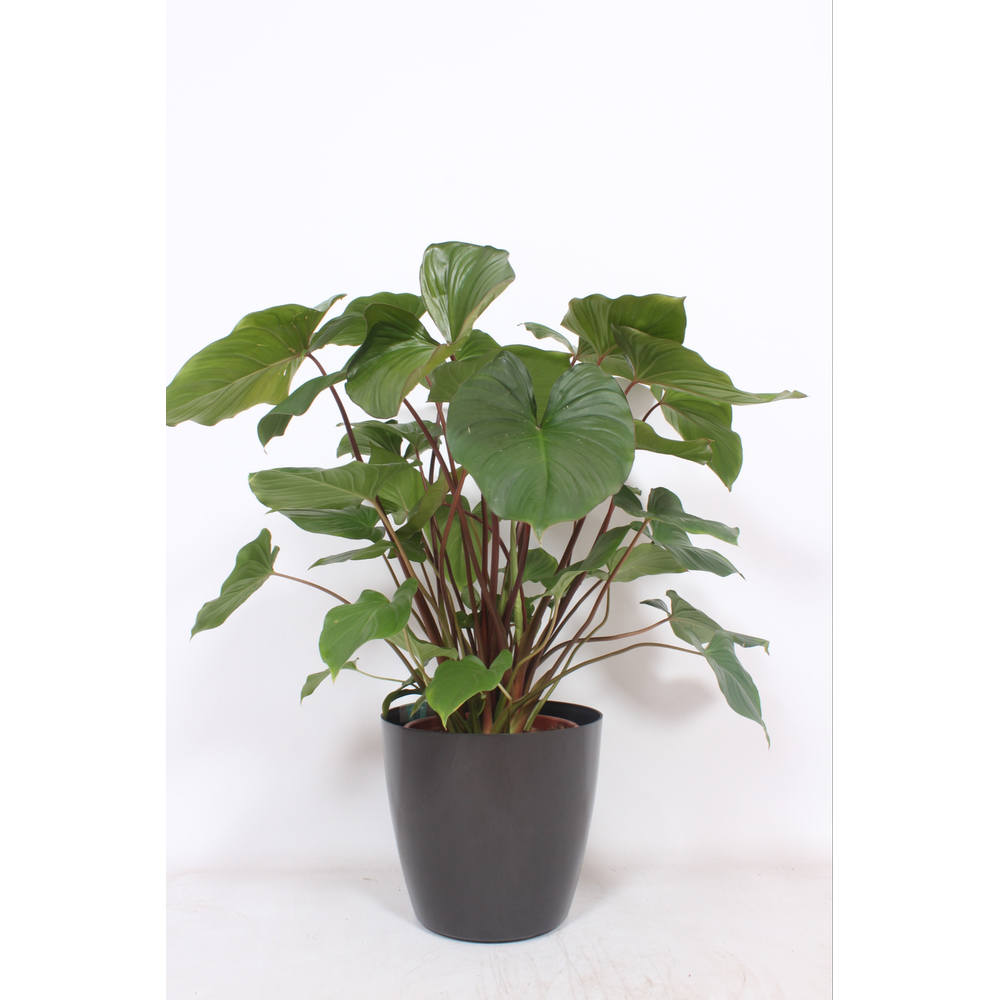 Homalomena 'Maggy' in San Remo "antraciet".