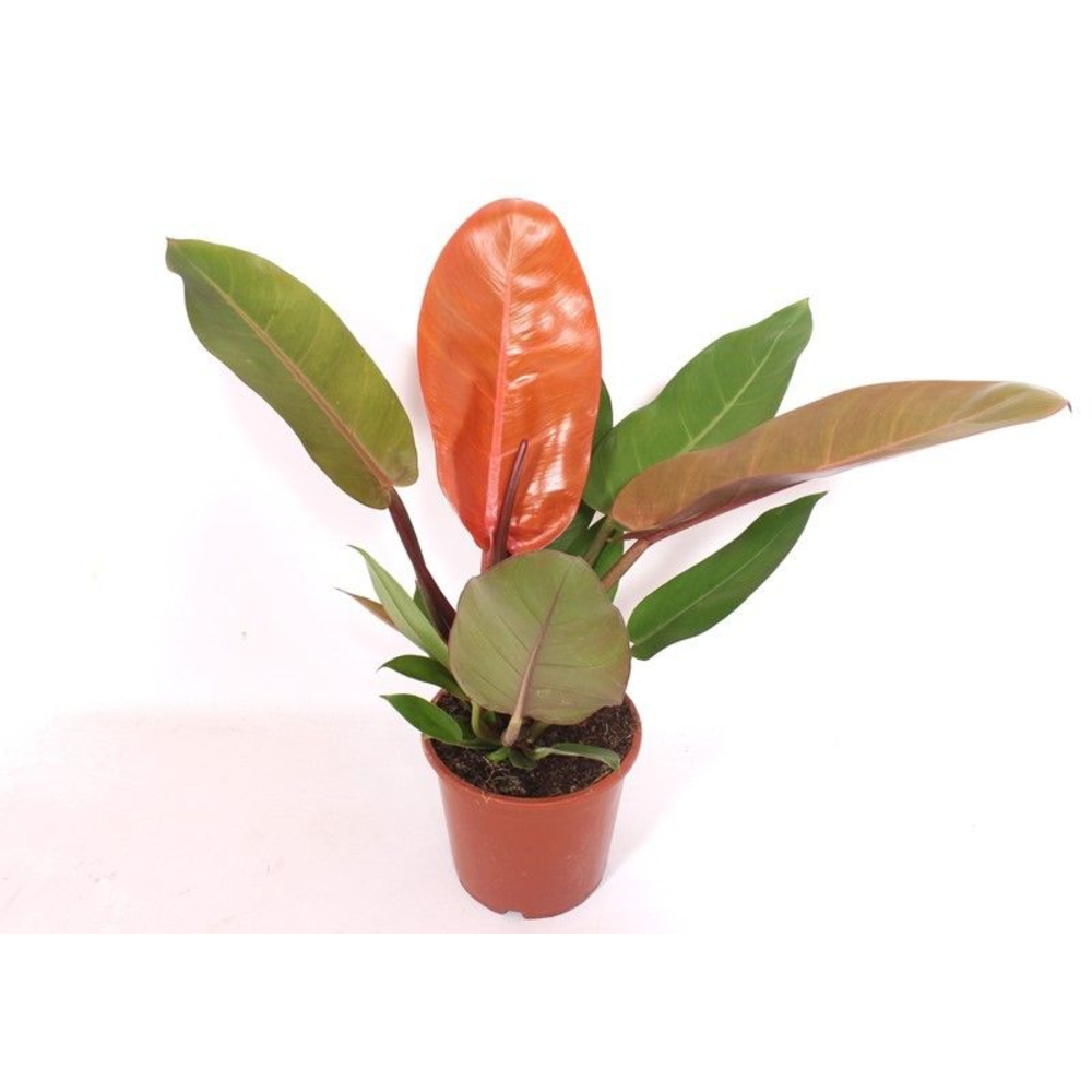 Philodendron Prince of Orange.