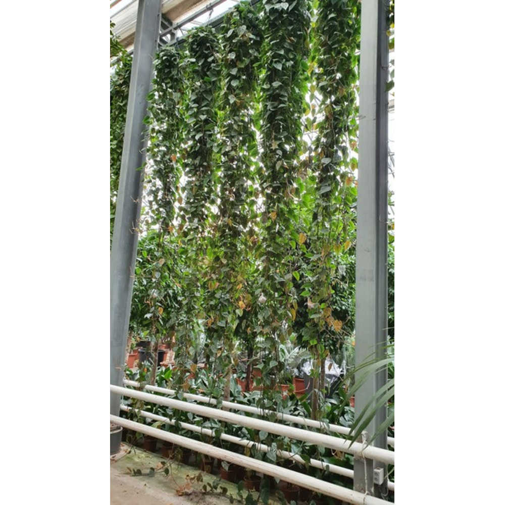 Philodendron Scandens.