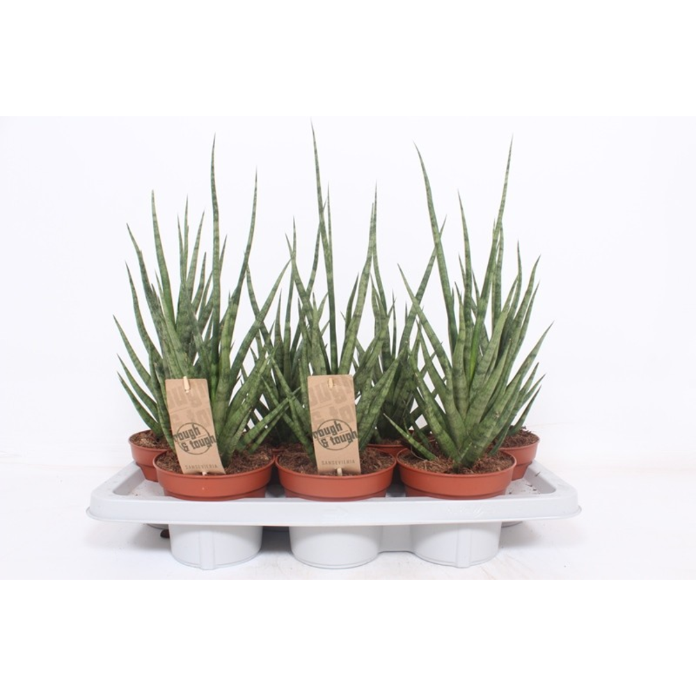 Sansevieria Torch.