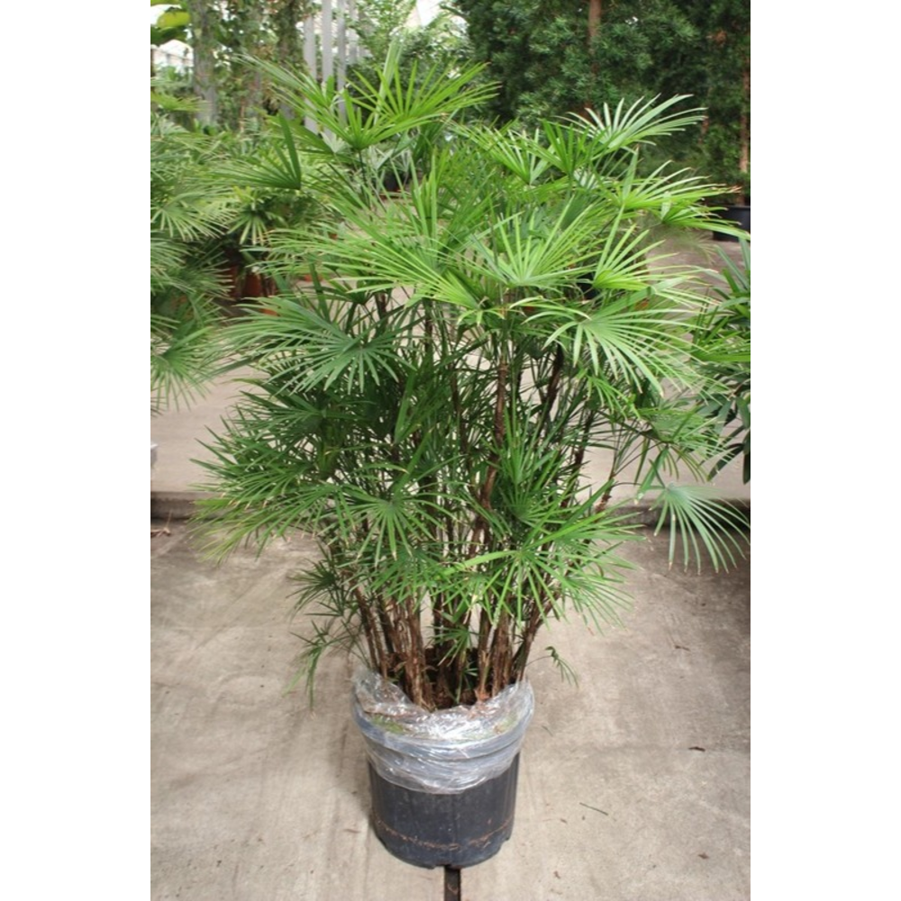 Rhapis Humilis.